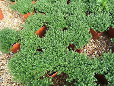 Thym citron rampant Thym citron rampant