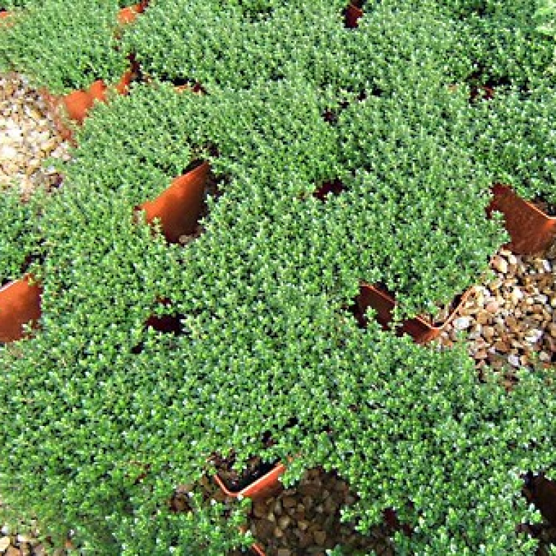 Thym citron rampant Thym citron rampant