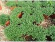 Thym citron rampant Thym citron rampant