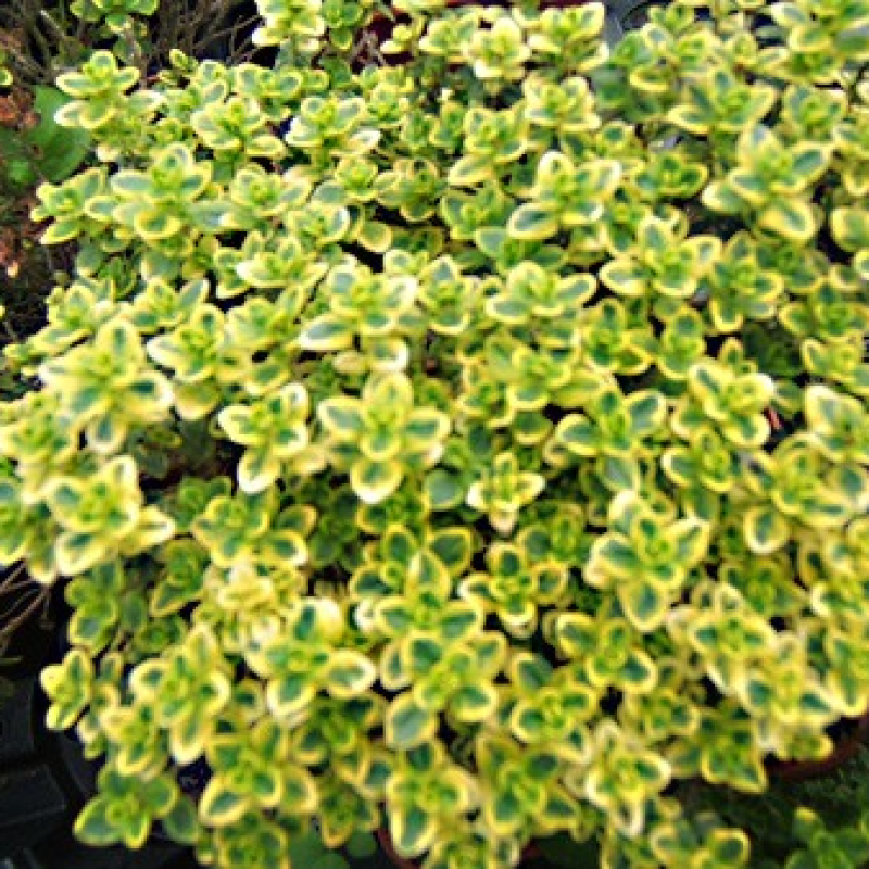 Thym citron panaché doré