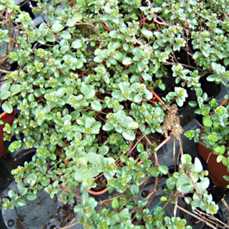 Thym Thabor Thym Thabor