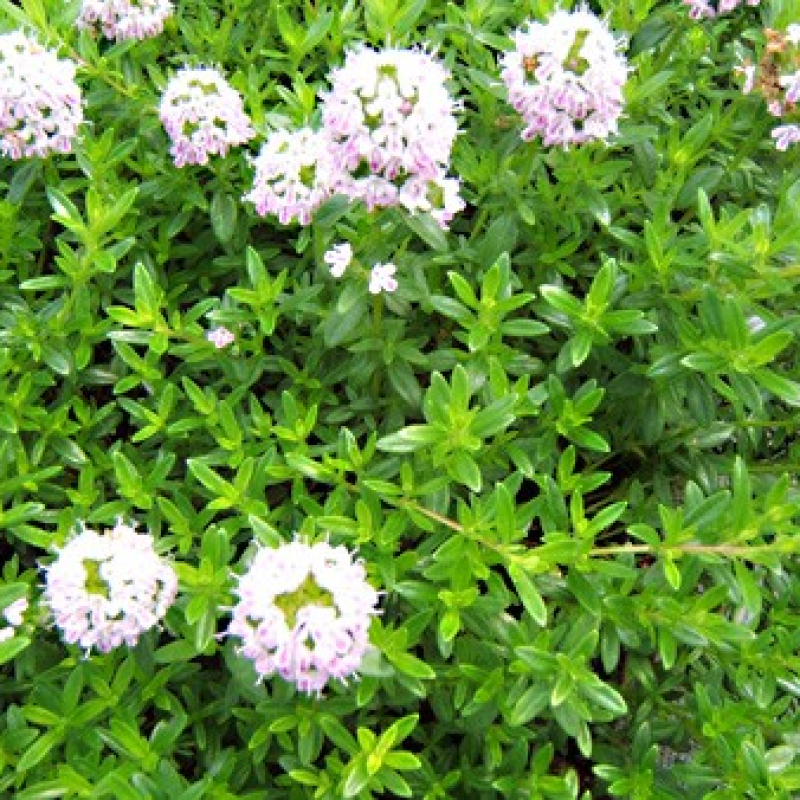 Thym hirsute