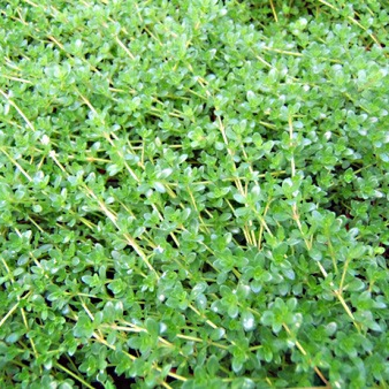 Thym d'Angleterre Thym d'Angleterre