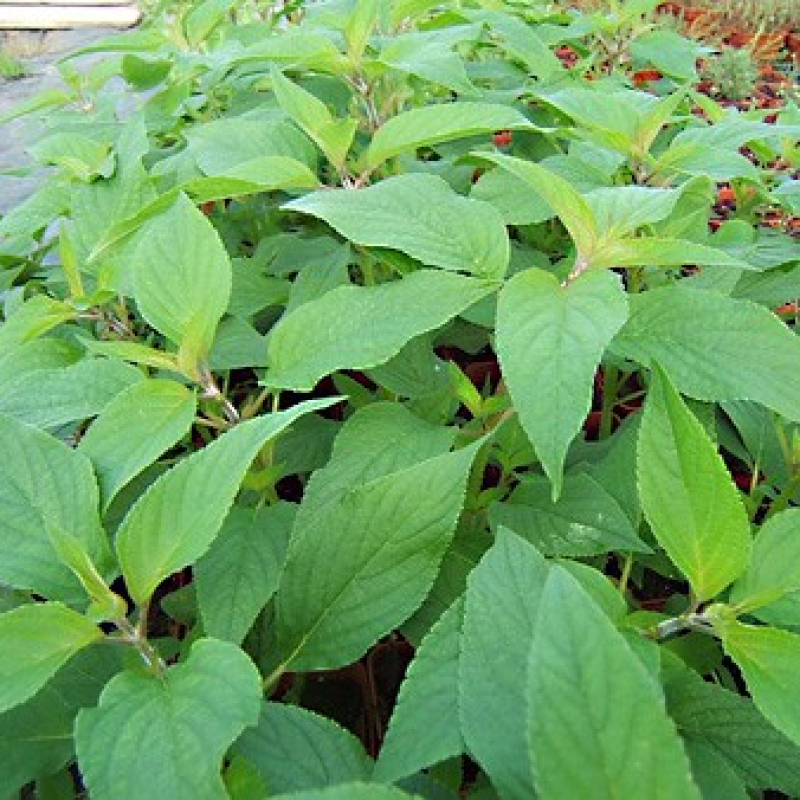 Sauge ananas Sauge ananas