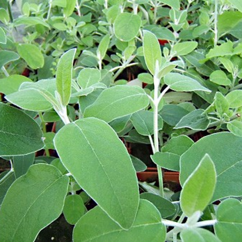 Sauge cassis Sauge cassis