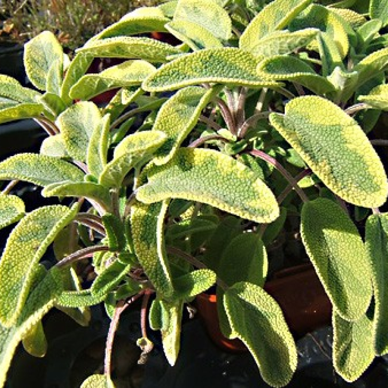 Sauge panachée dorée Sauge panachée dorée