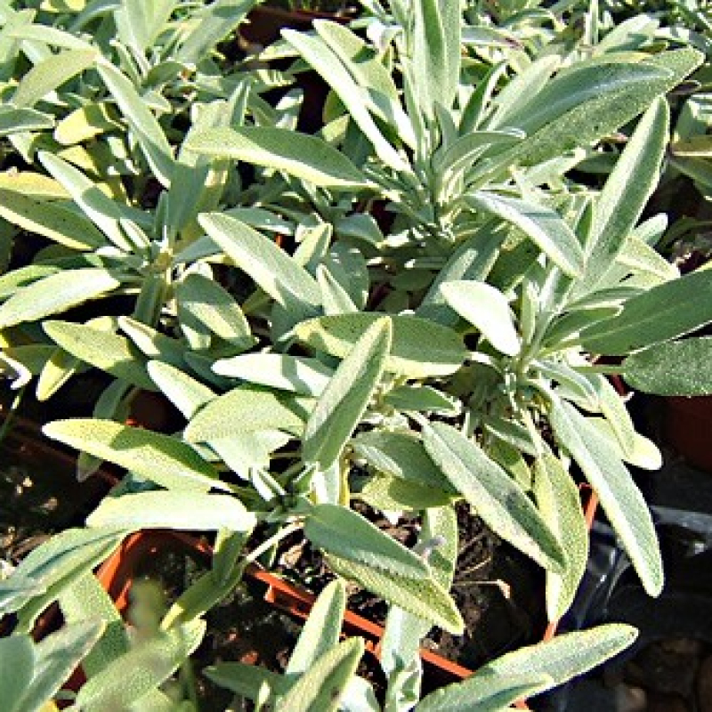 Sauge à petites feuilles Sauge à petites feuilles