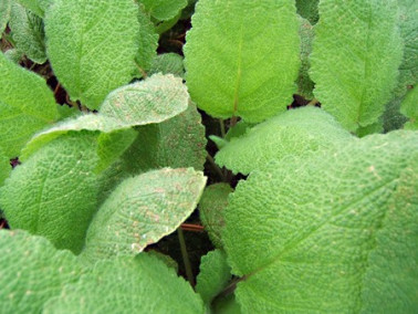 Sauge sclarée à fleurs blanches