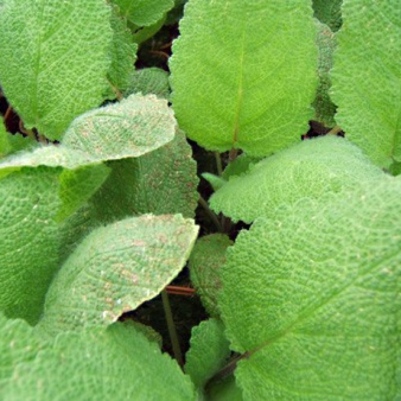 Sauge sclarée à fleurs blanches