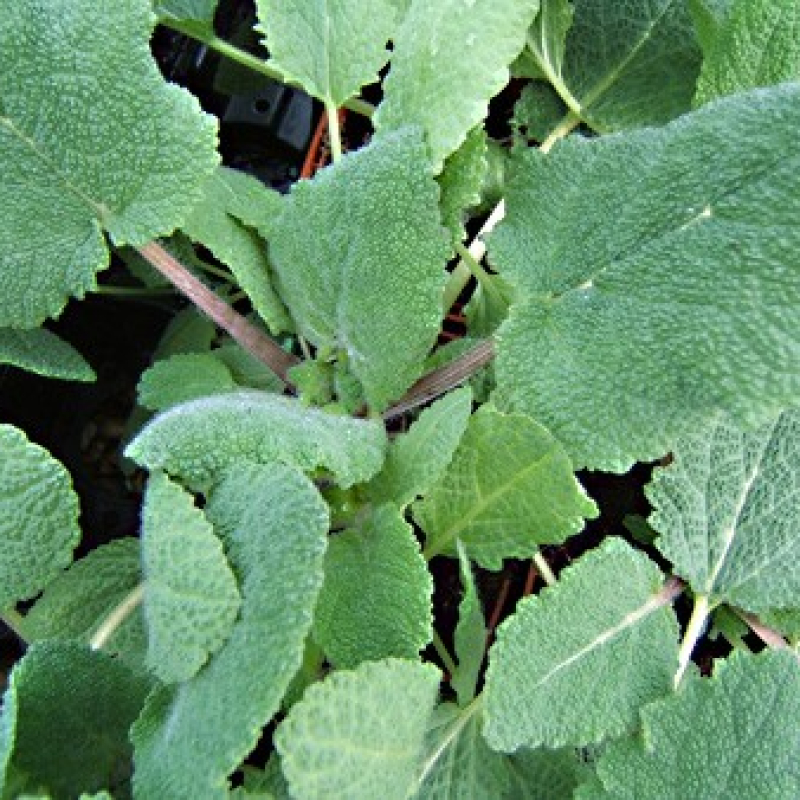 Sauge sclarée du Turkestan