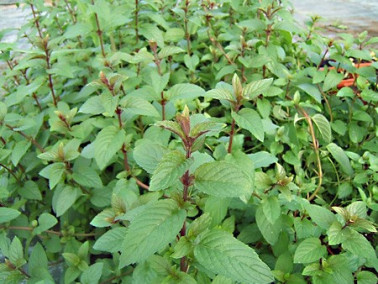 Menthe poivrée