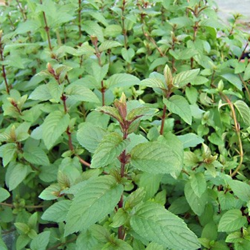 Menthe poivrée