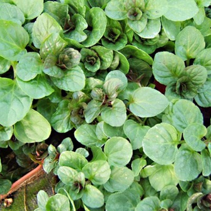 Menthe bergamote Menthe bergamote