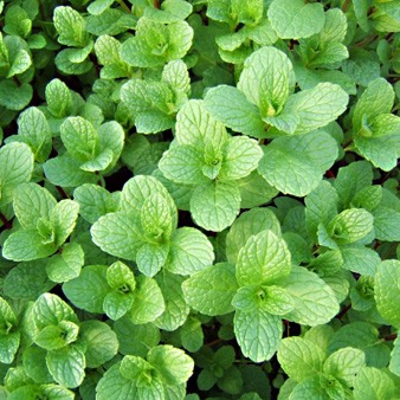 Menthe chinoise Menthe chinoise