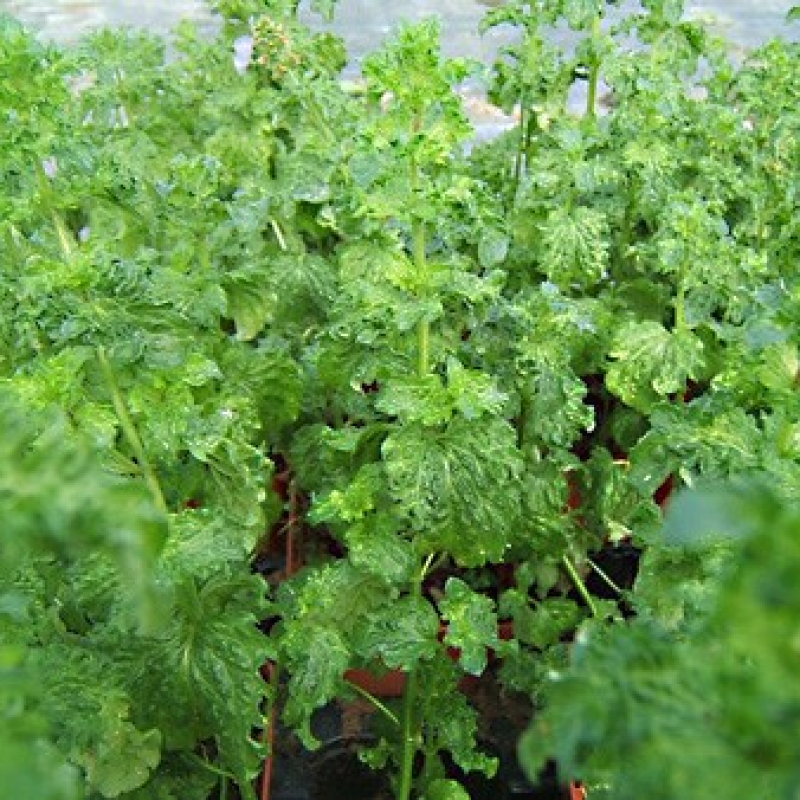 Menthe crispée Menthe crispée