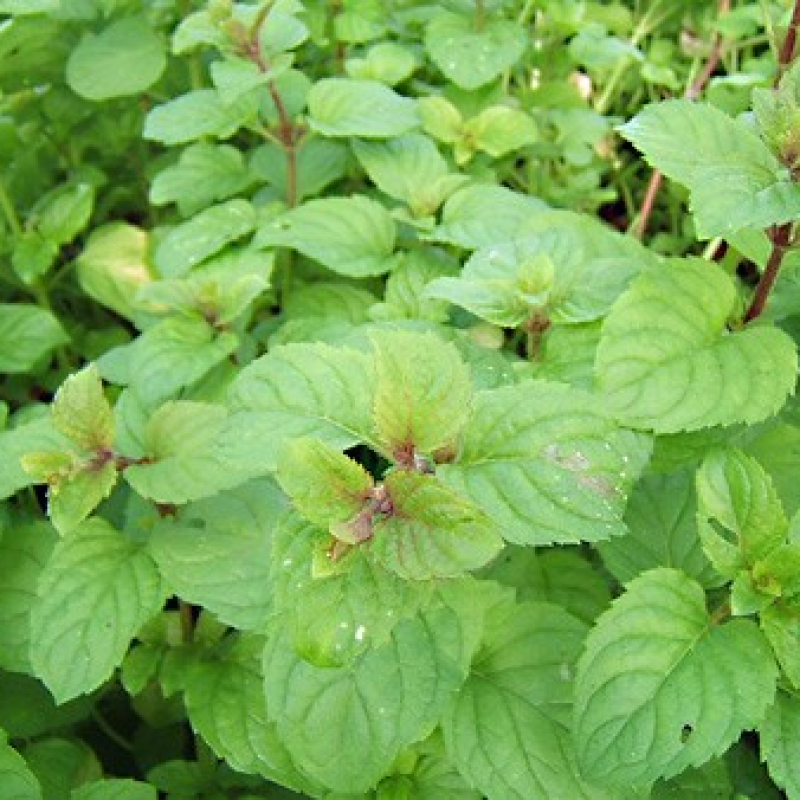 Menthe eau de Cologne