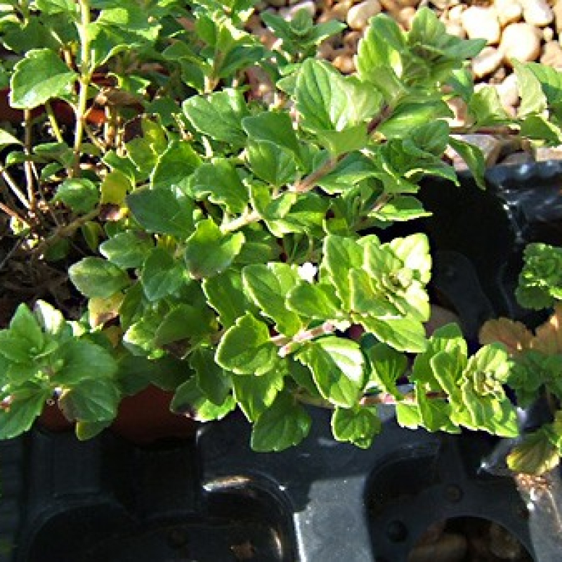 Menthe indienne Menthe indienne