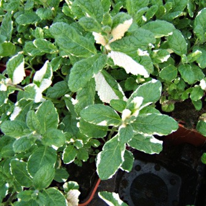 Menthe panachée Menthe panachée