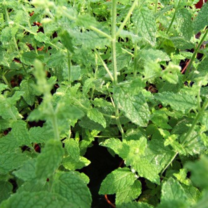 Menthe fraise Menthe fraise