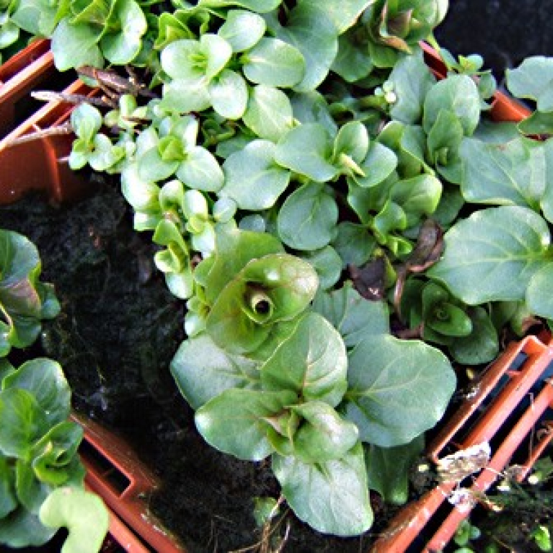 Menthe aquatique Menthe aquatique