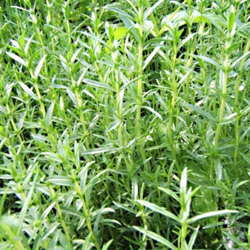 Menthe des cerfs Menthe des cerfs