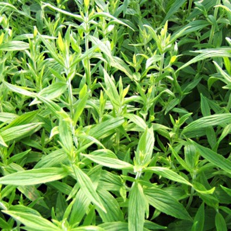 Menthe des montagnes d'Amérique Menthe des montagnes d'Amérique