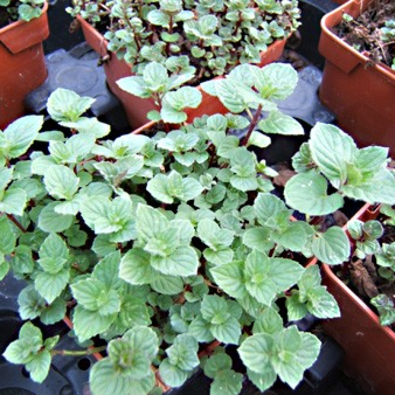 Menthe glaciale Menthe glaciale