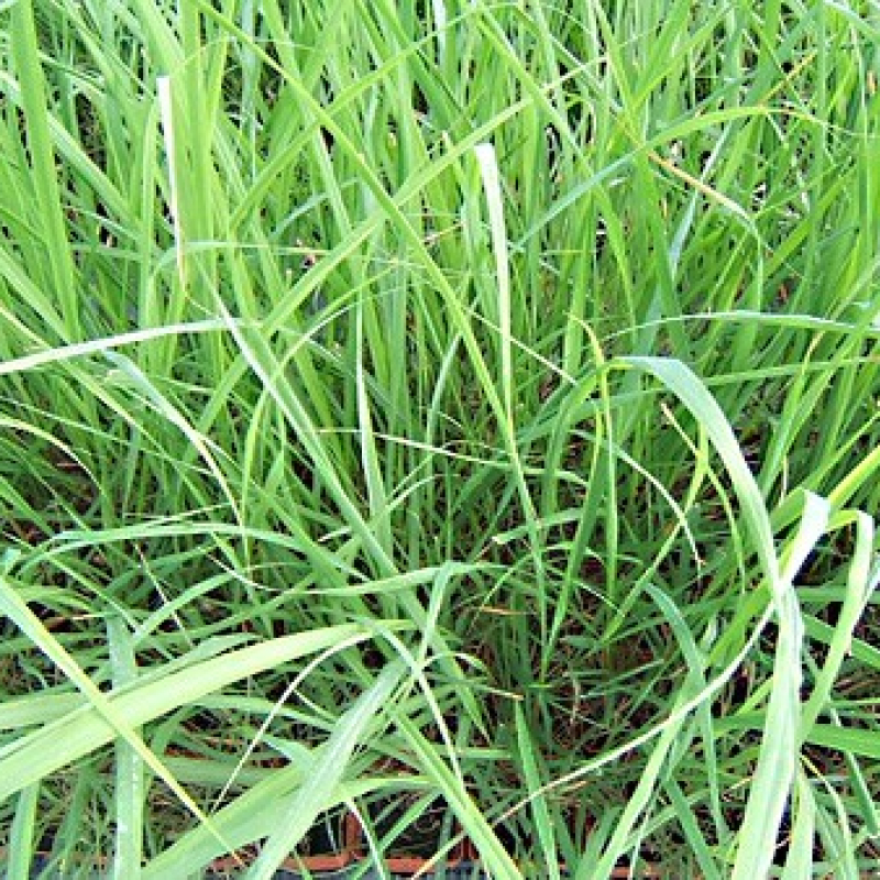 Citronnelle de Madagascar