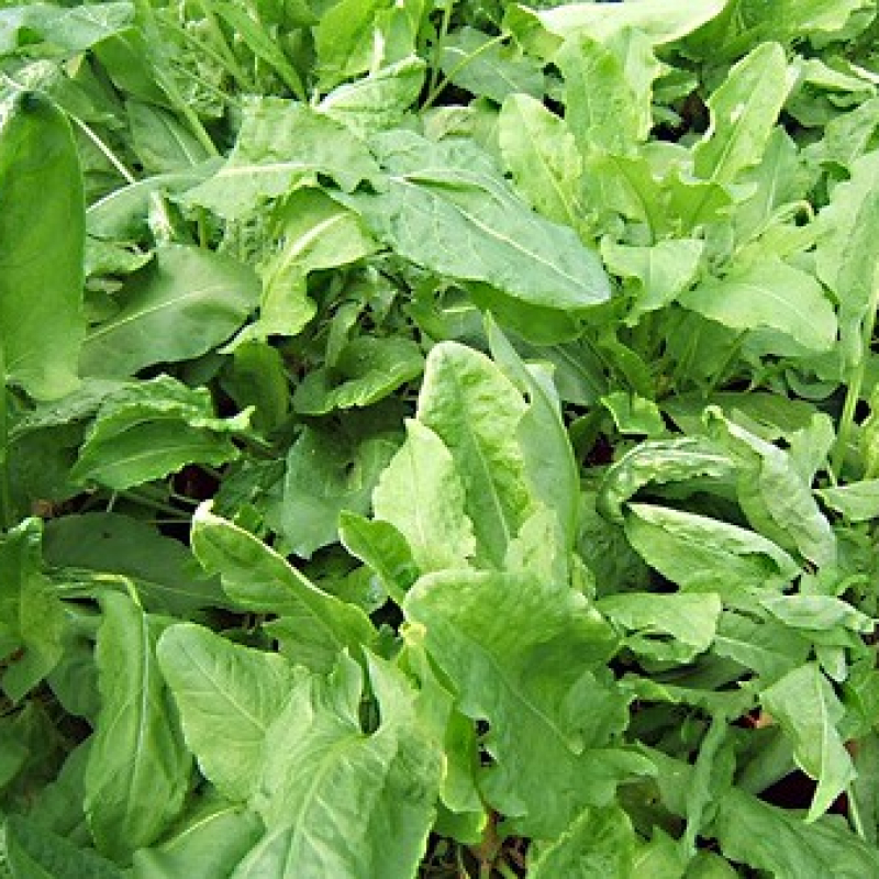 Oseille verte Oseille verte