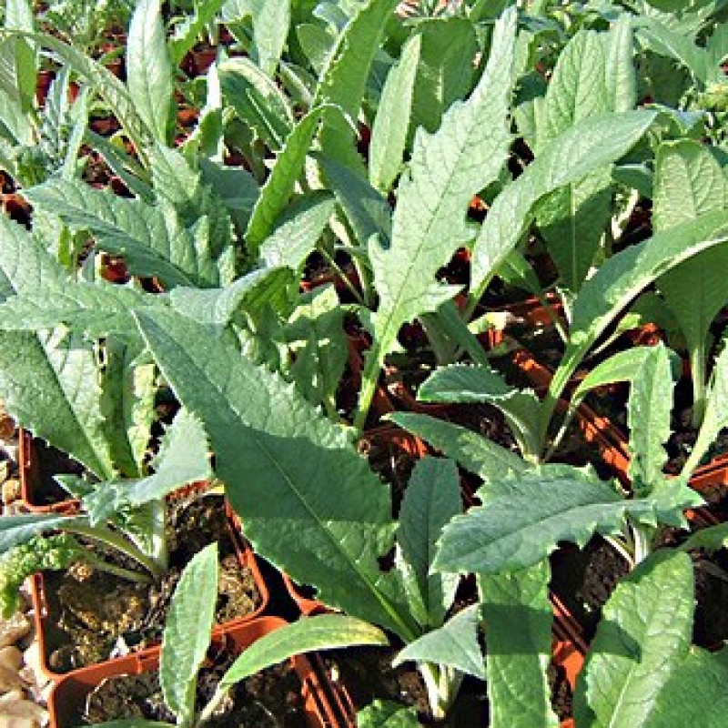 Artichaut vert de Laon Artichaut vert de Laon