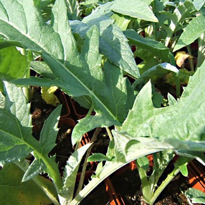 Artichaut violet de Provence Artichaut violet de Provence