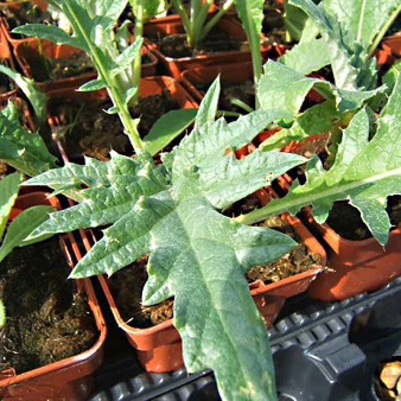 Cardon plein blanc Cardon plein blanc