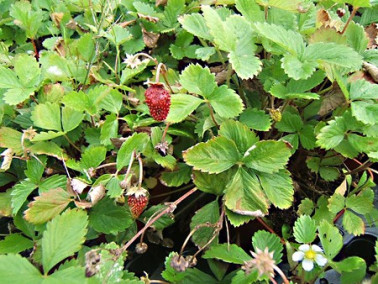 Fraise des bois Ruegen Fraise des bois Ruegen