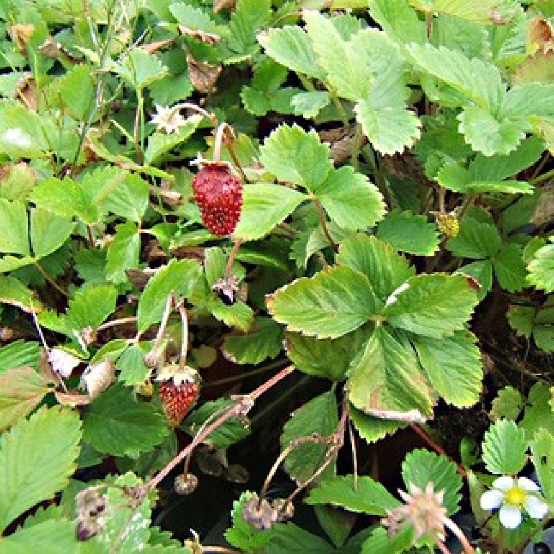 Fraise des bois Ruegen Fraise des bois Ruegen