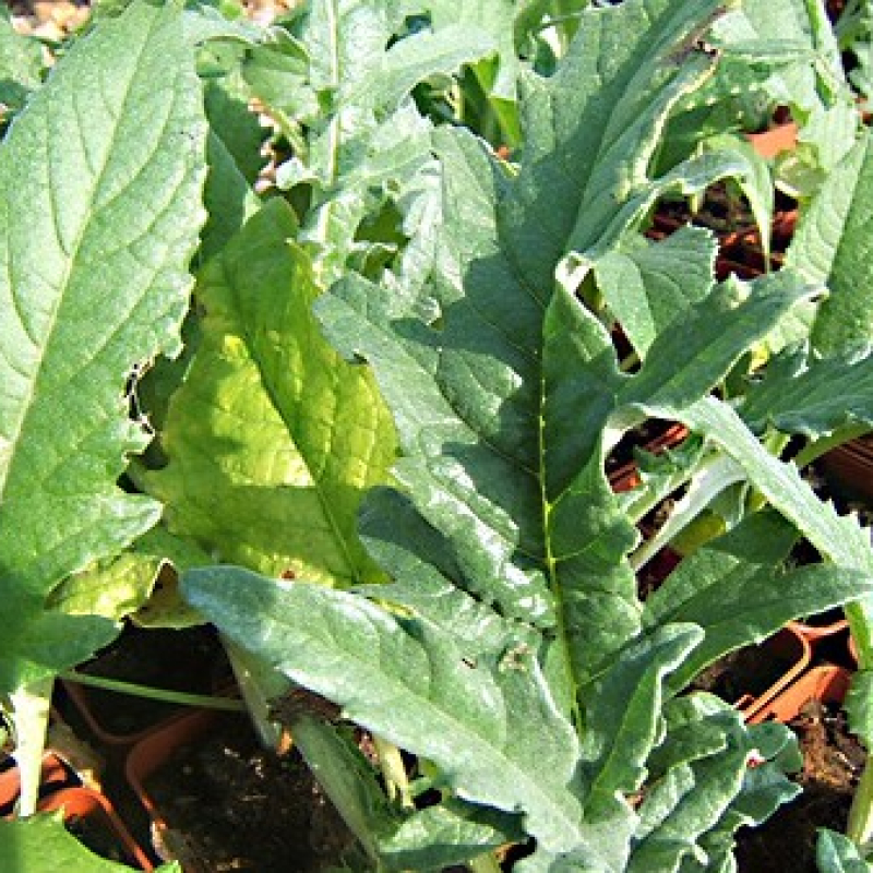 Cardon vert de Vaulx en velin Cardon vert de Vaulx en velin