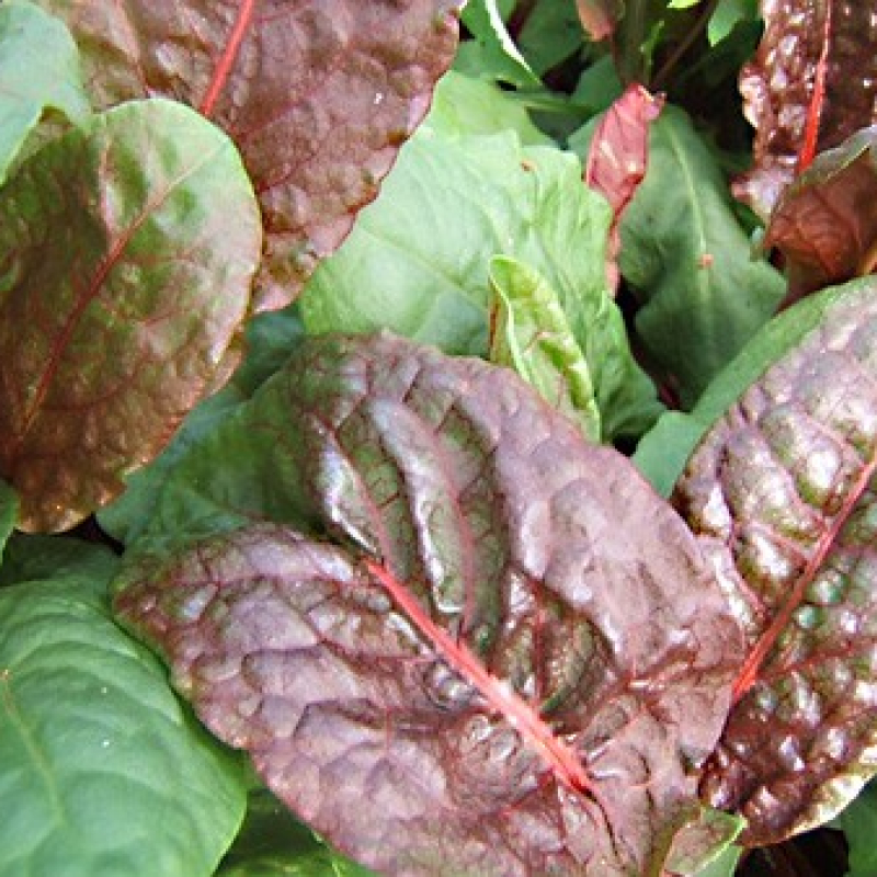 Oseille vierge rouge