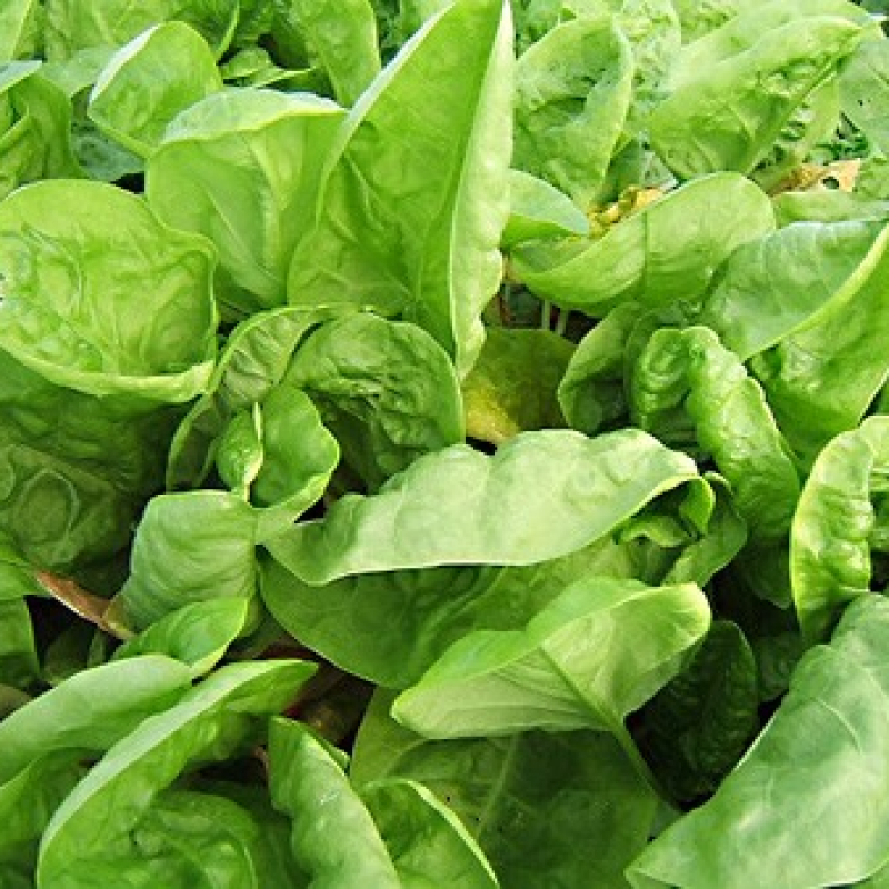 Oseille vierge verte Oseille vierge verte