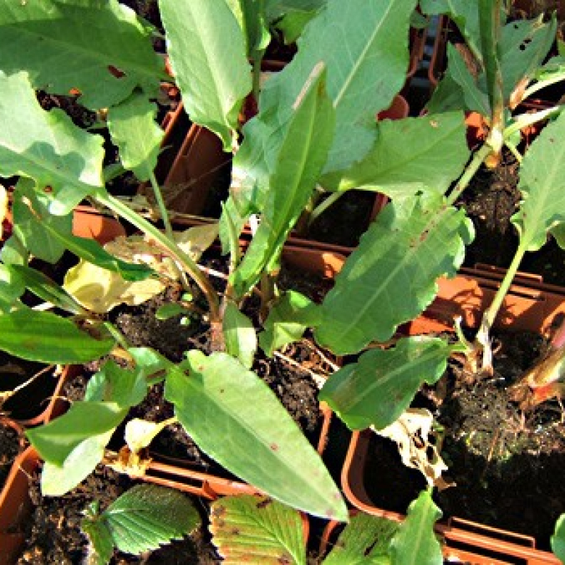 Oseille épinard Oseille épinard