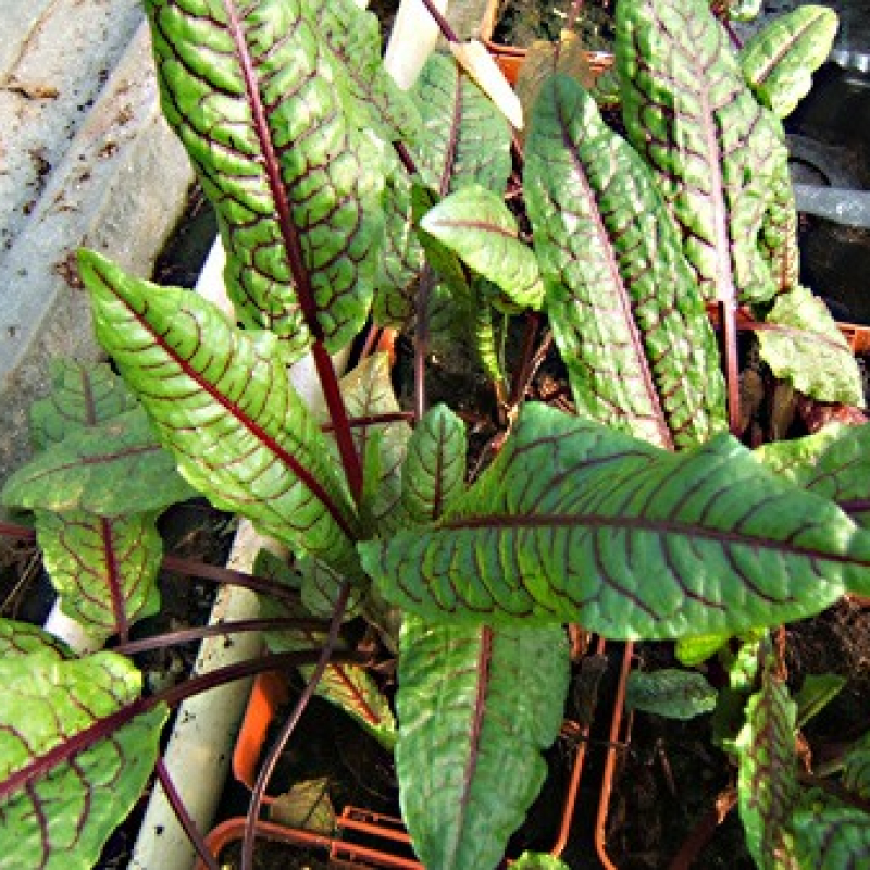 Oseille vierge sanguine