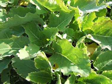 chou Daubenton panaché