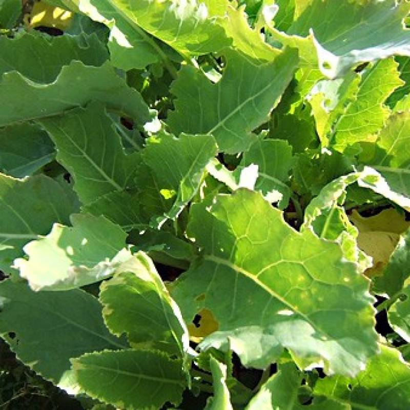 chou Daubenton panaché