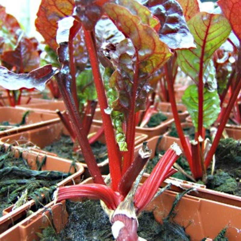 Poirée colorée rouge