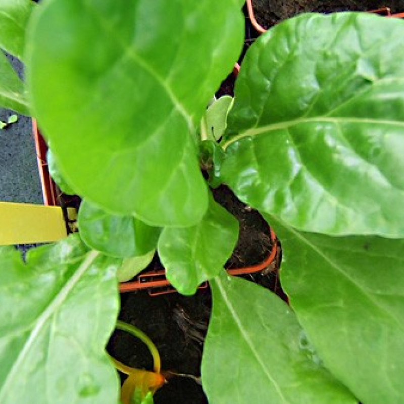 Poirée verte race bérac