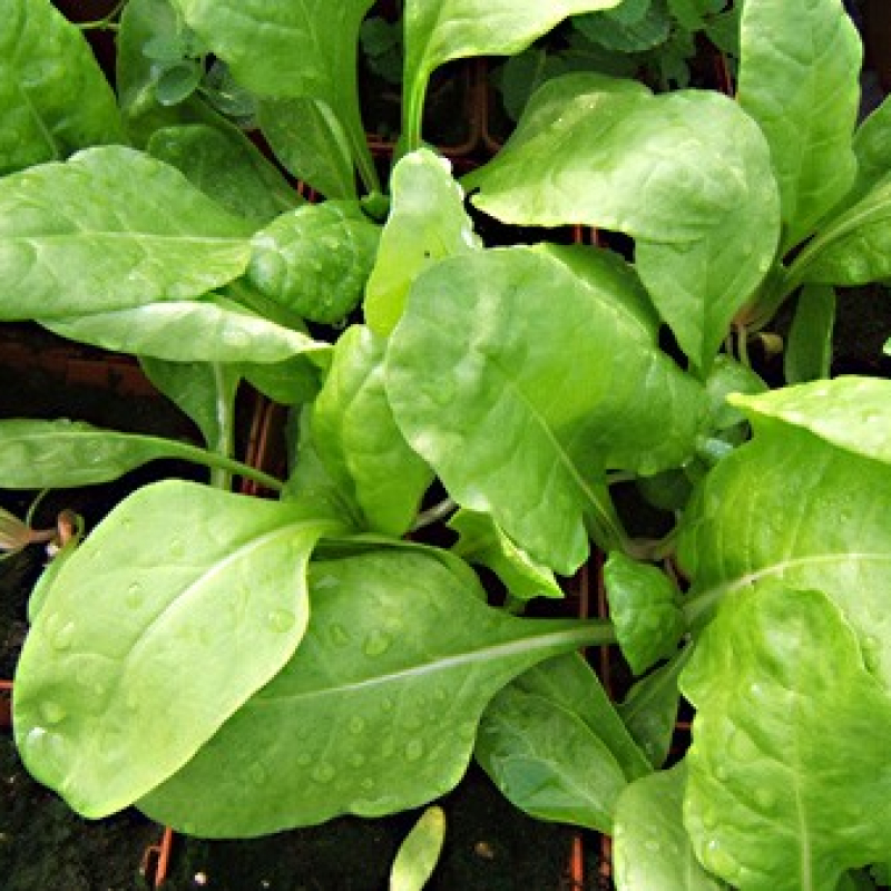 Poirée verte race Suisse