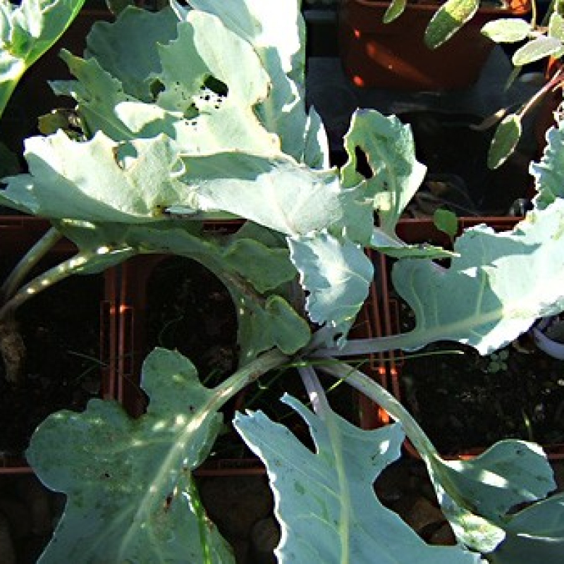 Chou maritime Chou maritime