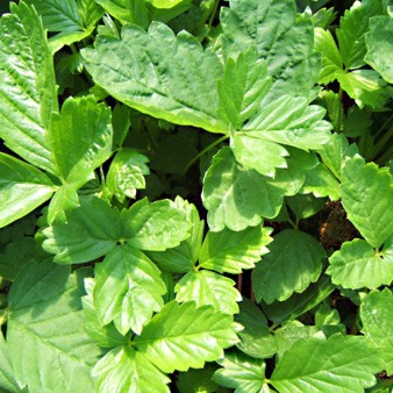 Fraise des bois alpine blanche