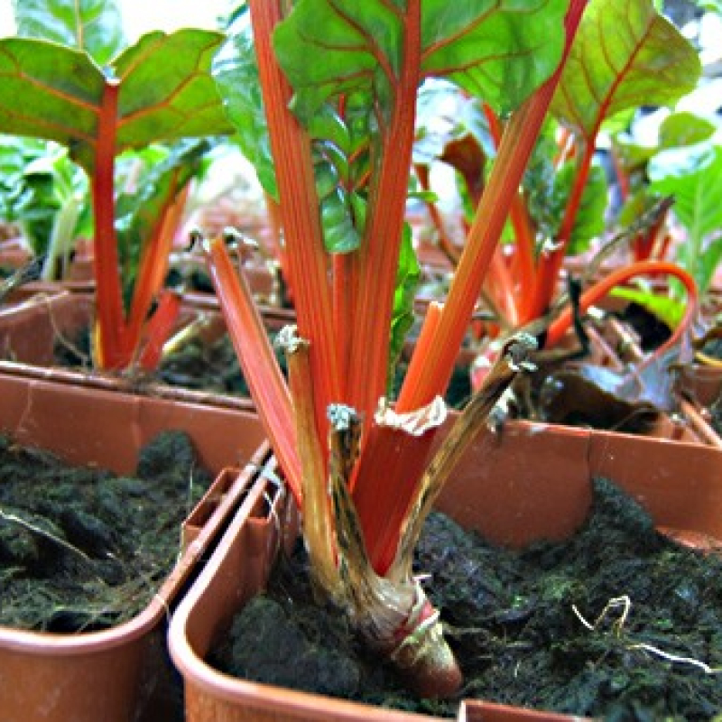 Poirée colorée orange