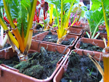 Poirée colorée jaune Poirée colorée jaune