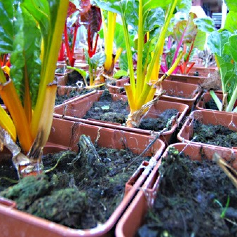 Poirée colorée jaune Poirée colorée jaune