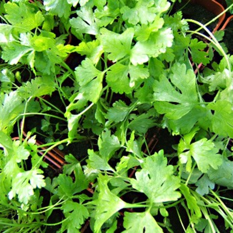 Persil de Hambourg Persil de Hambourg